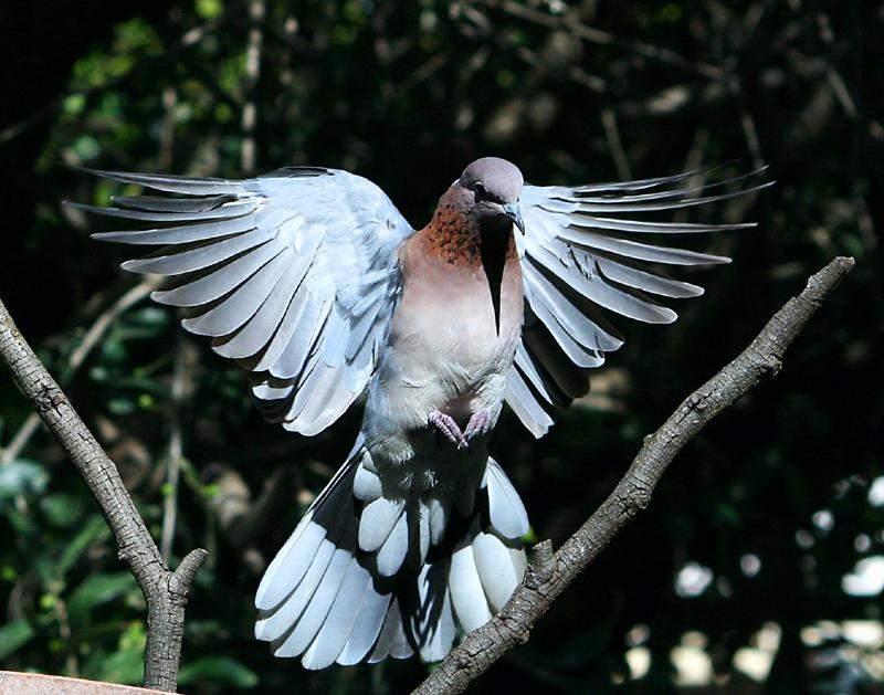 duif landing.jpg - Rooiborsduifie..landing.....